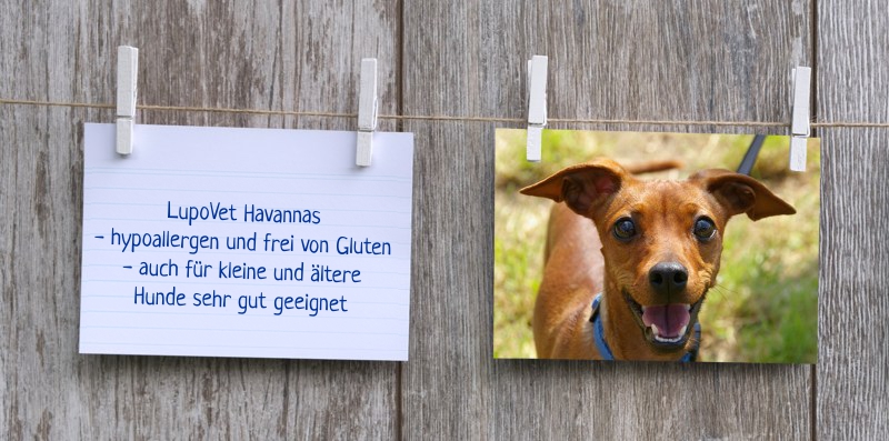 lupovet_notiz_havannas2