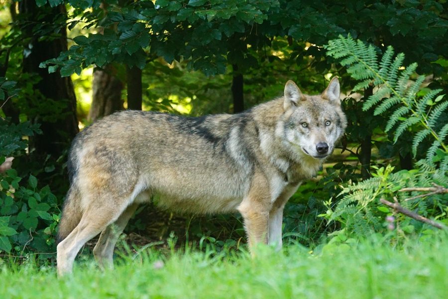 wolf-1583200_900